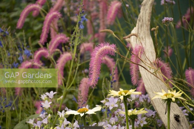 RHS Tatton Park 2022 Floral Marquee - Proctors Nursery - Sanguisorba hakusanensis 'Lilac Squirrel'