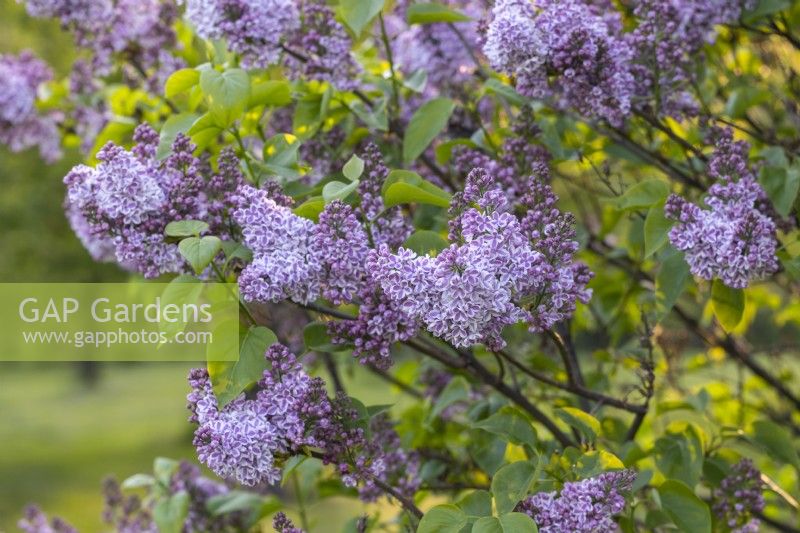 Syringa vulgaris 'Lila Wonder' in May, Lilac