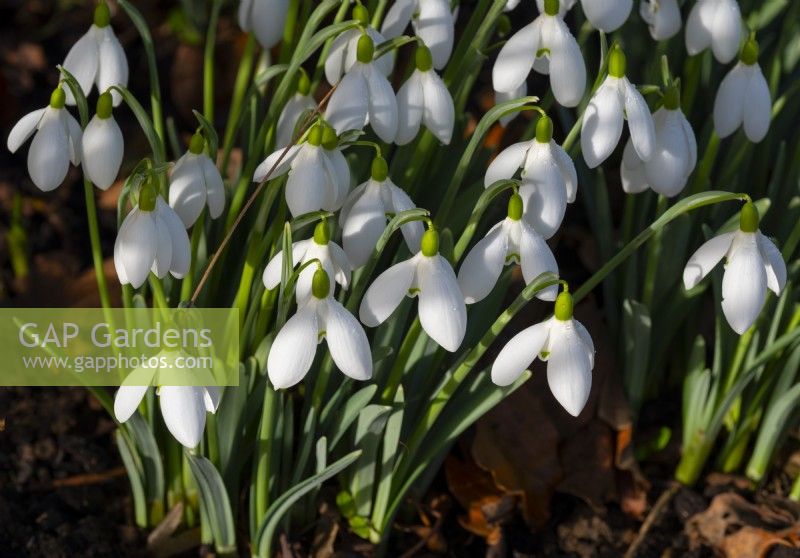 Galanthus 'Nothing Special'