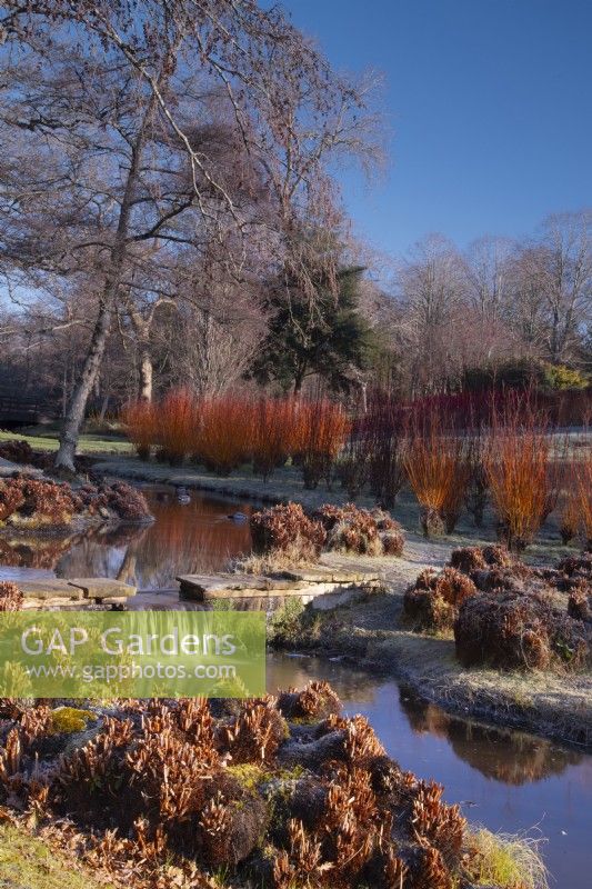 Salix alba var vitellina 'Yellerton' next to a cascade in an icy stream in the Savill Garden.