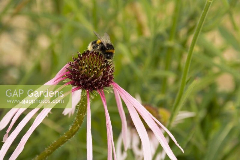 Echinacea pallida - Coneflower - August - Bee