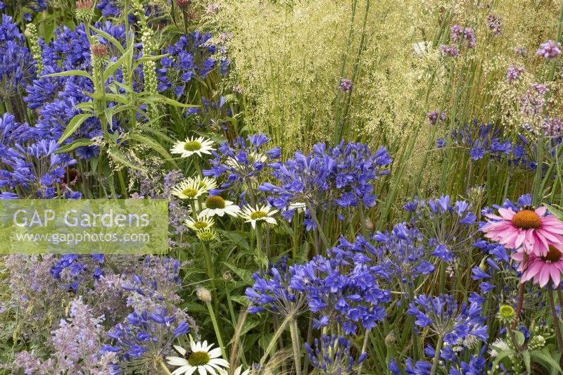 RHS Tatton Park 2022 - Petrus Community: Journey Home Garden -   Bed with flowering blue Agapanthus and white Echinacea near ornamental grasses - Designer Rachael Bennion