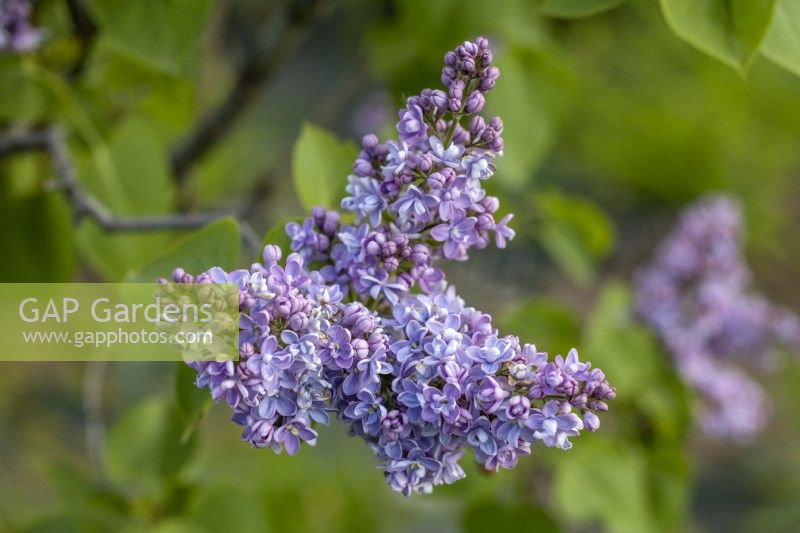 Syringa vulgaris 'Condorcet' in May, Lilac
