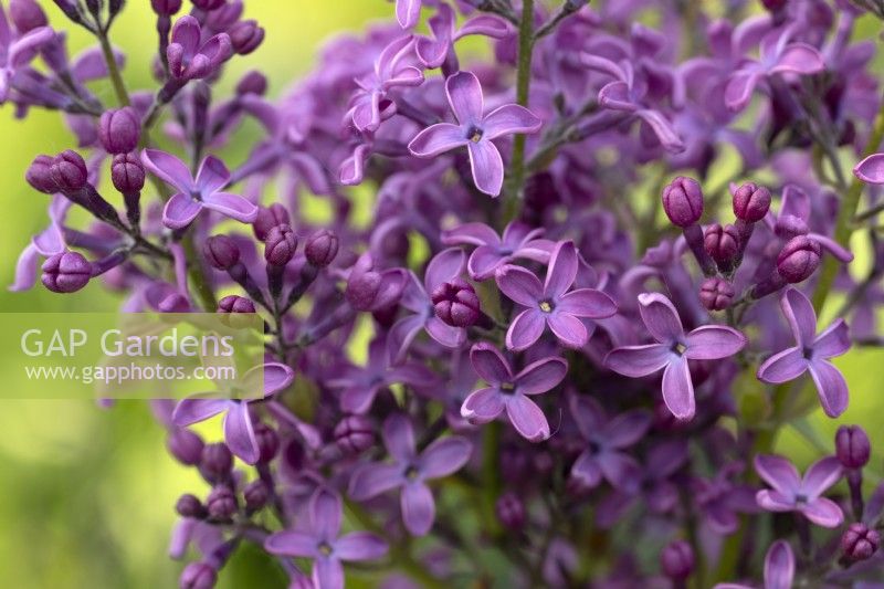 Syringa vulgaris 'Belorusskie Zori' in May, Lilac  