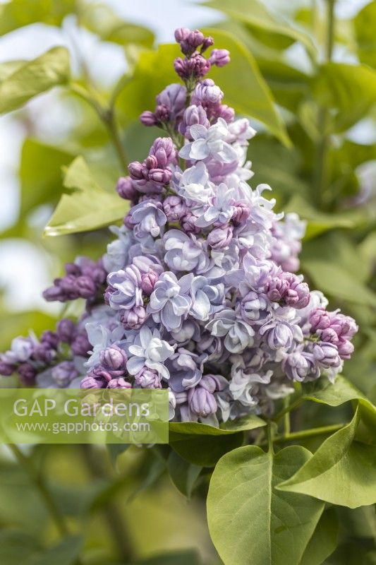 Syringa vulgaris 'Jules Simon' in May, Lilac