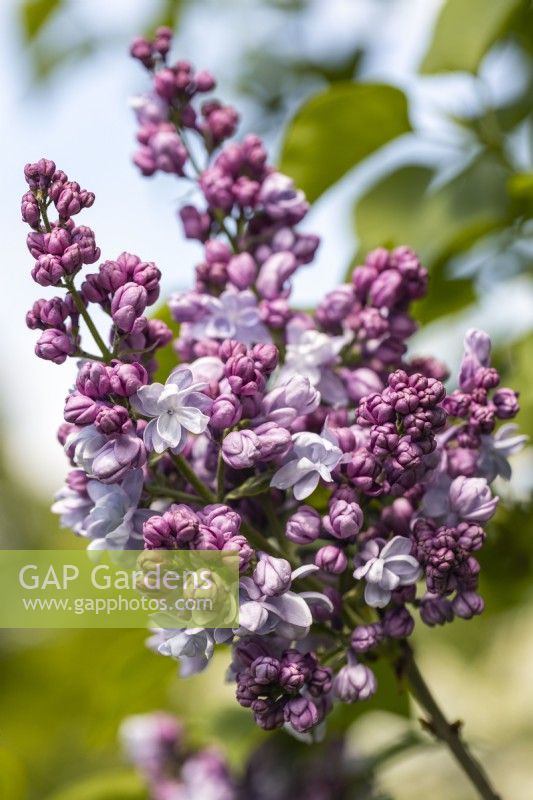 Syringa vulgaris 'Jules Simon' in May, Lilac
