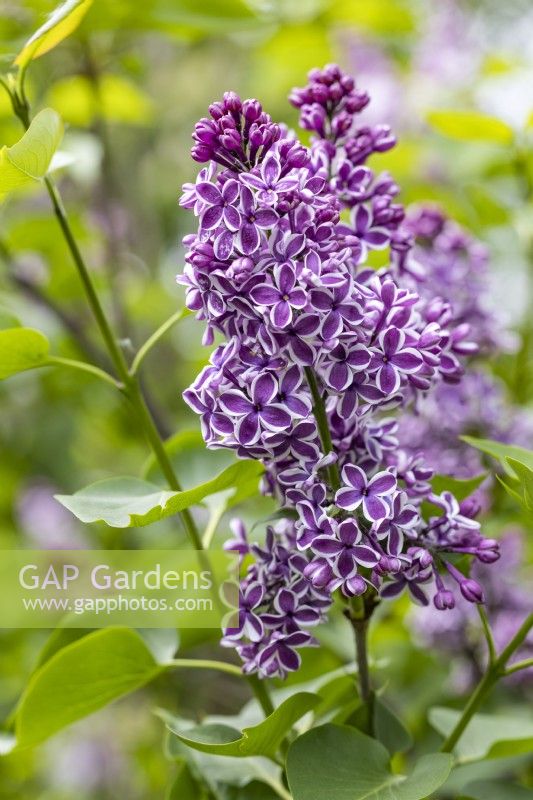 Syringa vulgaris 'Sensation' in May, Lilac