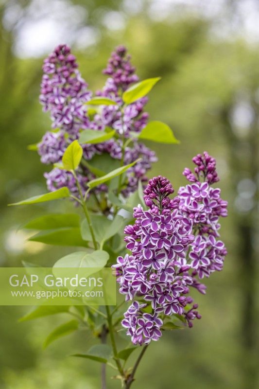 Syringa vulgaris 'Sensation' - Lilac