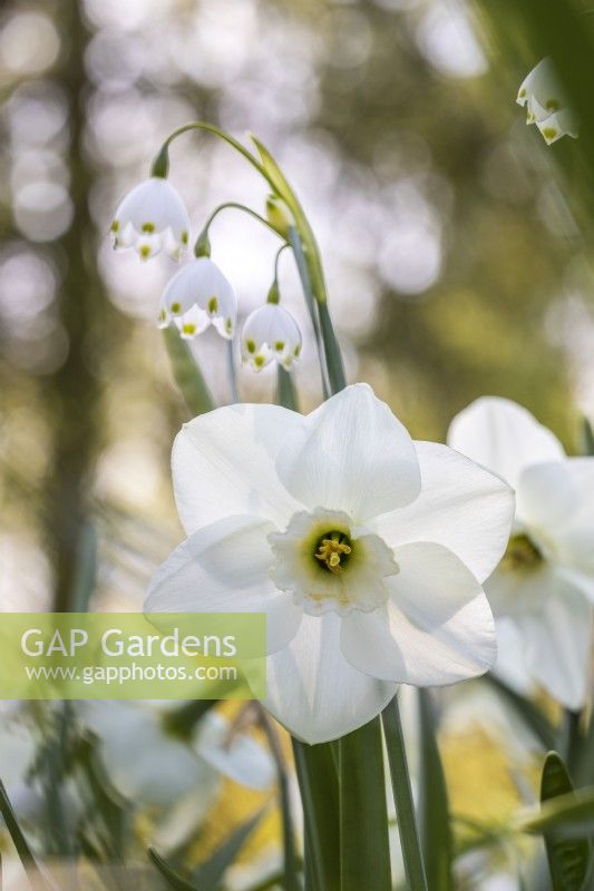 Narcissus 'Misty Glen' and Leucojum aestivum 'Gravetye Giant' in 
April 