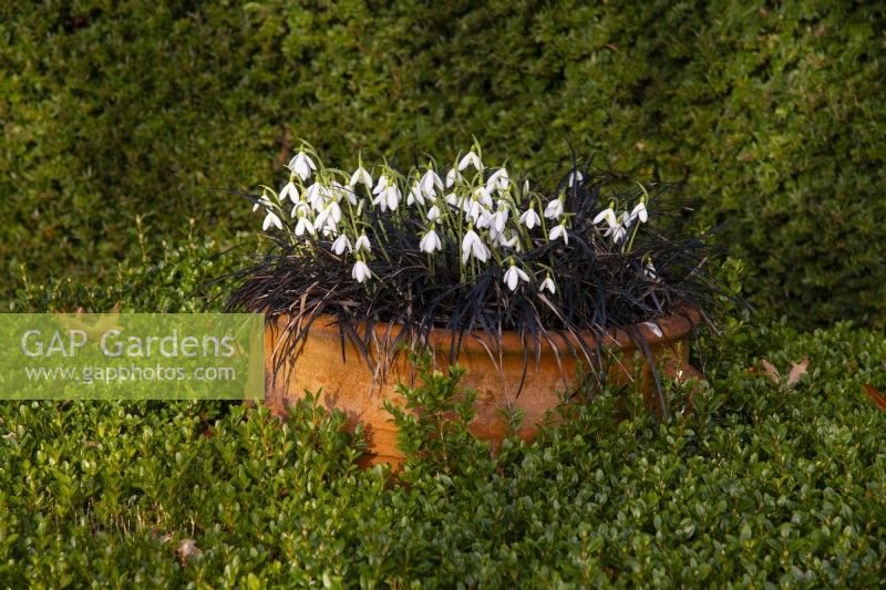 Galanthus James Blackhouse surrounded by Ophiopogon planiscapus nigrescens in a terracotta pot surrounded by Buxus