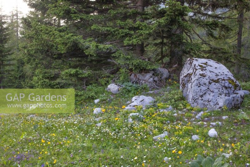 Alpine rocky meadow with Euphorbia cyparissias, Helleborus niger foliage, Ranunculus acris, Trifolium alpinum, Buphthalmum salicifolium, Anthyllis vulneraria and Silene alpestris.