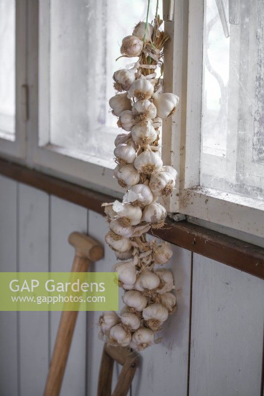 String of garlic plaits hanging up in the shed.