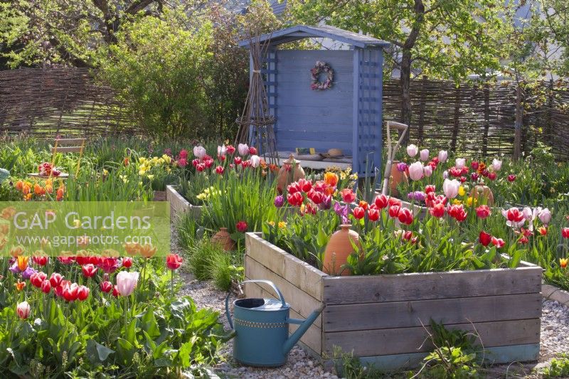 Country garden with raised beds of tulips, watering can and blue gazebo.