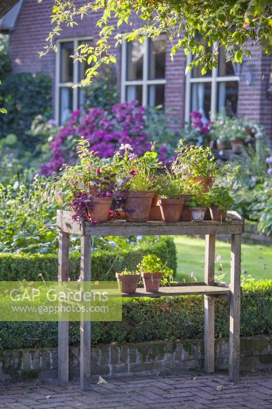 Potting bench full of terracotta pots planted with Fuchsia, Viola, Pelargonium and others in country garden.
