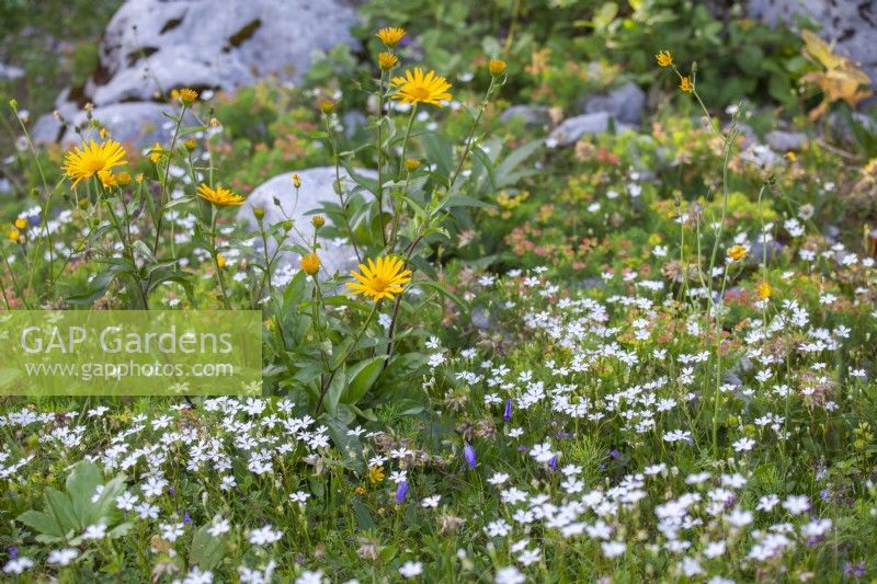 Alpine rocky meadow with Buphthalmum salicifolium and Silene alpestris.