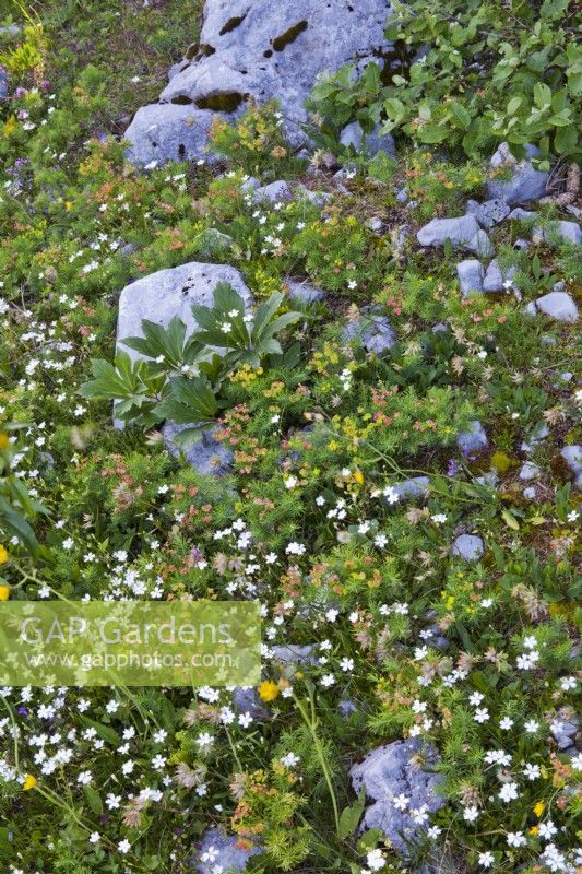 Alpine rocky meadow with Euphorbia cyparissias, Helleborus niger foliage, Anthyllis vulneraria and Silene alpestris.