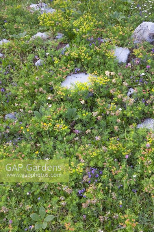 Alpine rocky meadow with Euphorbia cyparissias, Helleborus niger foliage,  Anthyllis vulneraria, Trifolium alpinum and Acinos alpinus.
