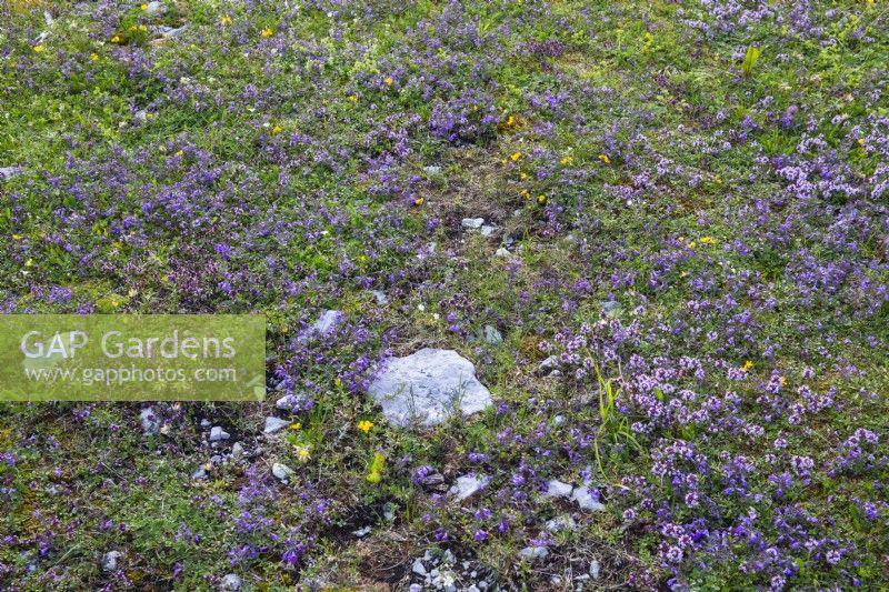 Purple alpine rocky meadow with Thymus serpyllum and Acinos alpinus.