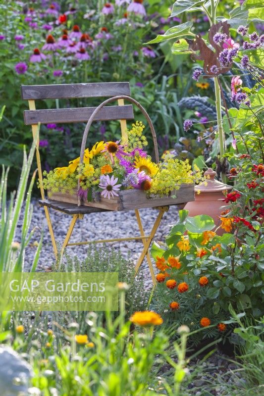 Trug with harvested edible flowers and herbs including Echinacea, helianthus, Monarda, fennel and Calendula.