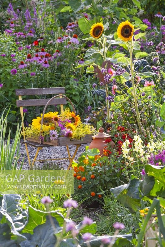 Trug with harvested edible flowers and herbs including Echinacea, helianthus, Monarda, fennel and Calendula next zo a bed with Tagetes patula, Zinnia, Verbena bonariensis and Antirrhinum majus.