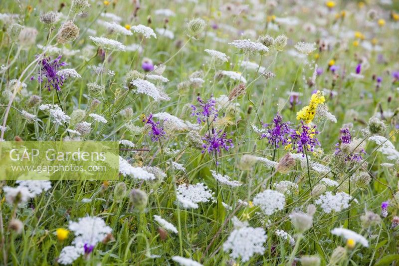Wild flower meadow with Daucus carota - wild carrots and Allium carinatum subsp. pulchellum - keeled garlic.