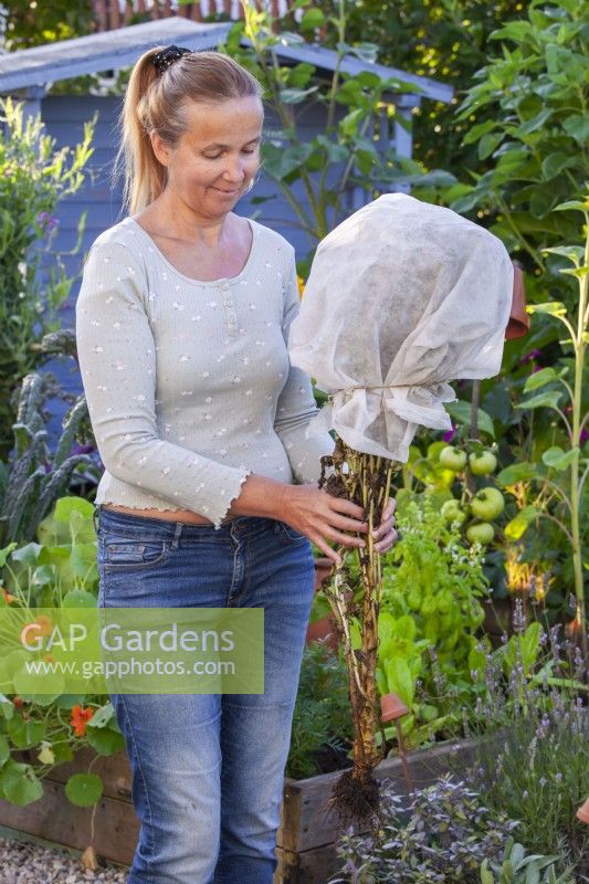 A woman collecting romaine lettuce seeds, the seedhead has covered with a fleece bag.