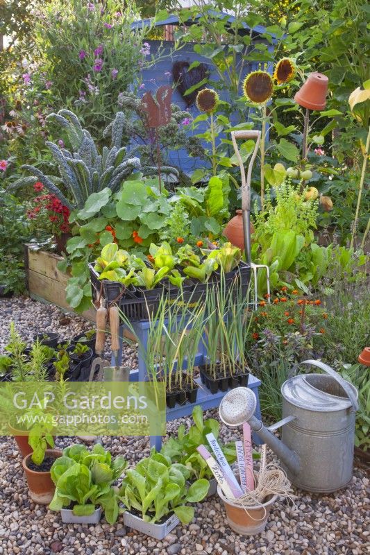 Plastic crate with leek and radicchio seedlings and tools infront of the raised bed with growing crops and annual flowers.