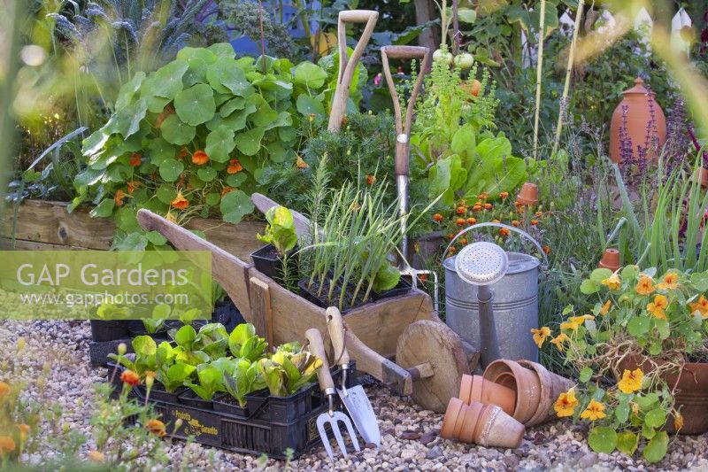 Wooden wheelbarrow leek seedlings, plastic crates with radicchio seedlings and tools.