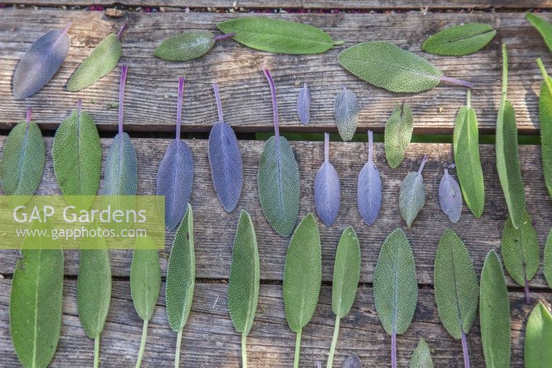 Drying purple and common sage sage leaves for a 5 to 10 days in a shade.