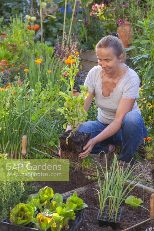 A woman is planting Calendula officinalis next to a vegetable bed.
