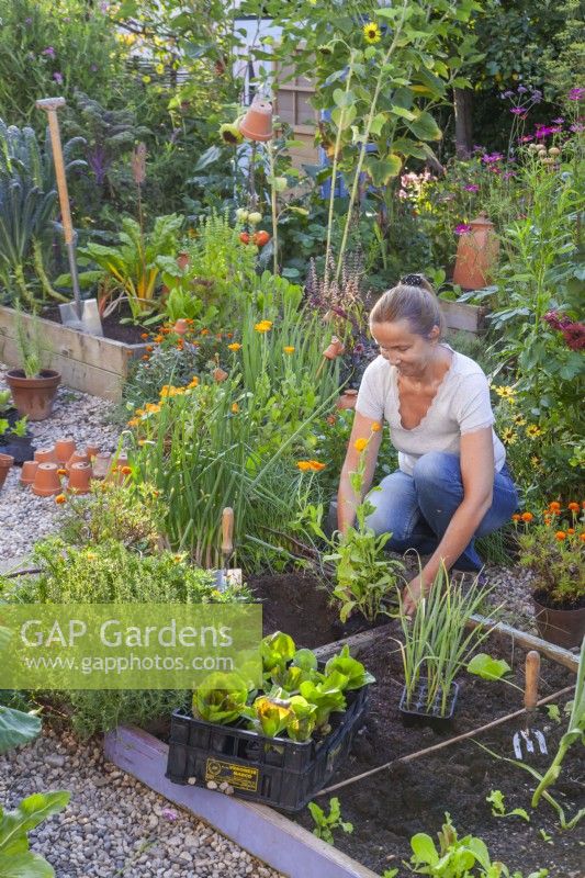 A woman is planting Calendula officinalis next to a vegetable bed.