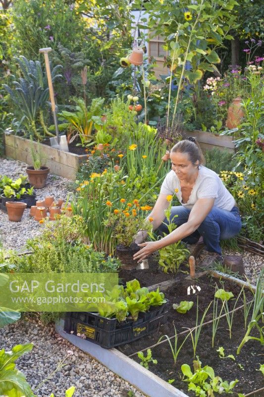 A woman planting annual flowers - Calendula officinalis next to a vegetable bed to attract beneficial wildlife.