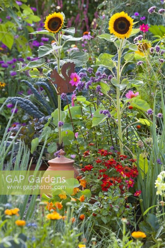 A kitchen garden with vegetables combined with flowers to attract beneficial wildlife. Flowers including Calendula officinalis, Zinnia, Helianthus annuus, Verbena bonariensis, Tropaeolum majus and Dahlia.