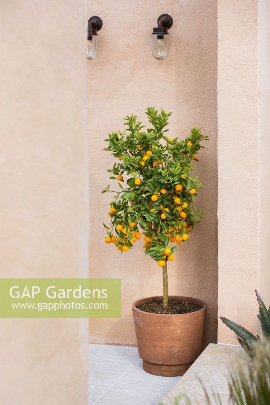 Citrus mitis Calamondin in a pot. Hamptons Mediterranean Garden, Designer: Filippo Dester Garden Club London, RHS Chelsea Flower Show 2023