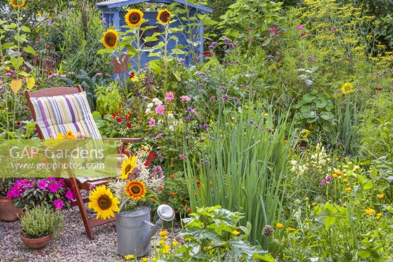 A watering can with a bunch of summer flowers, including sunflowers, in front of a bed of dahlias, sunflowers, Verbena bonariensis, Tagetes patula, herbs and vegetables.