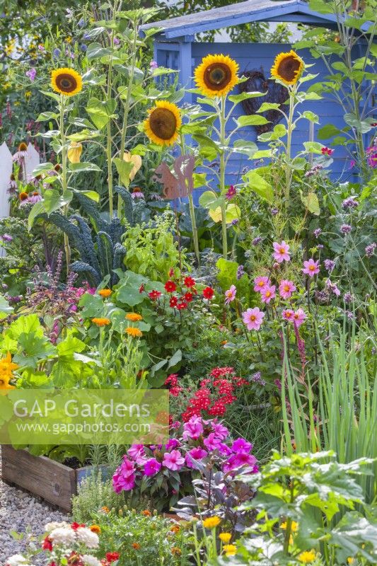 Summer flowers in the kitchen garden to attract beneficial wildlife including Sunflowers, Calendula officinalis, Dahlia, Verbena, Impatiens and Tagetes.