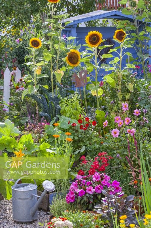 Summer flowers in the kitchen garden to attract beneficial wildlife including Sunflowers, Calendula officinalis, Dahlia, Verbena and  Impatiens.