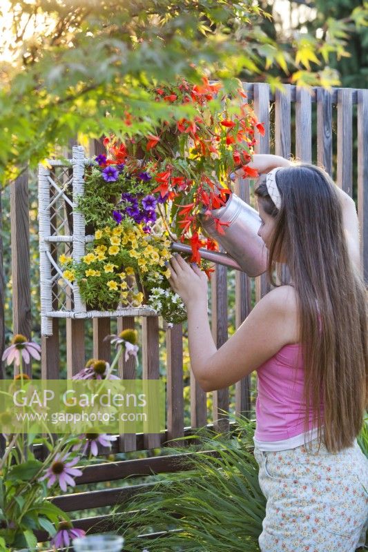 A girl is watering the vertical containers of balcony flowers including Surfinia, Scaevola and Begonia.
