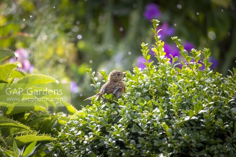 Fledgling robin taking a summer shower in a wet box hedge