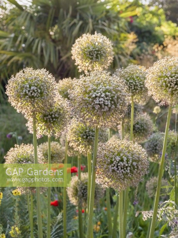 Allium giganteum - fading flowers and seedheads