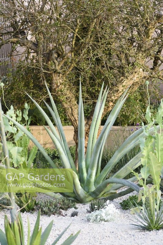 Aloe barbadensis vera with pointed leaves in a bed with other drought tolerant plants. Hamptons Mediterranean Garden, Designer: Filippo Dester Garden Club London, RHS Chelsea Flower Show 2023