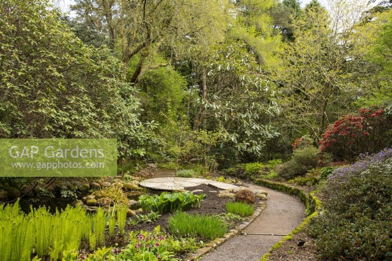 A curved path leading to a pond surrounded by rhododendrons and plants at Inverewe Garden.