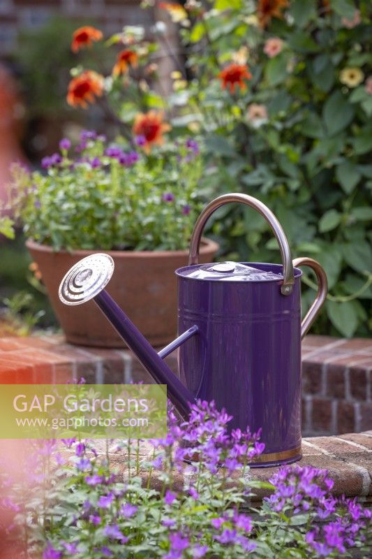 Purple watering can
