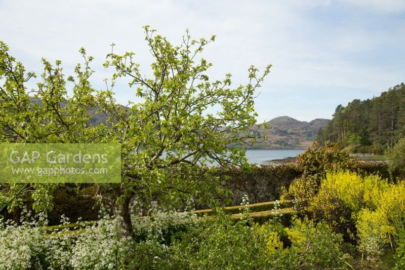 The walled garden in spring looking out to Loch Ewe from Inverewe Garden.