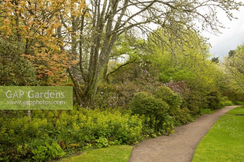 Spring foliage: Acers, Euphorbia and Rhododendron along a path in Cawdor Castle Gardens.