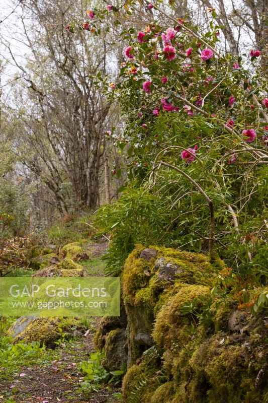 Camellias along a moss covered path in the Abriachan Nurseries.