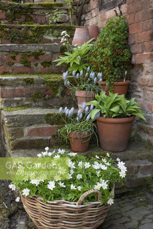 Bricks stairs with a display of spring flowering containers including a basket of Anemone nemorosa 'Wilks' Giant', pots of Muscari 'Valerie Finnis', Tropaeolum tricolor, a Cardamine heptaphylla and Hosta at Stockton Bury Gardens, Herefordshire, England.