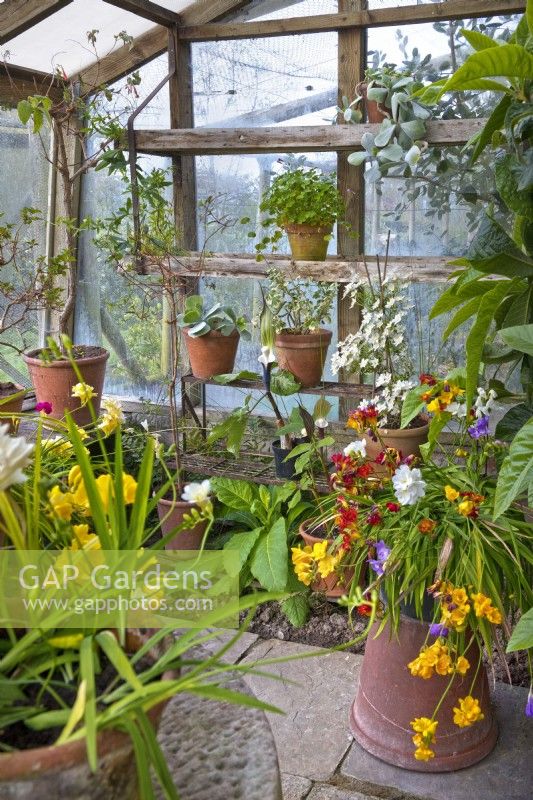 Interior of a greenhouse with potted tender plants at Stockton Bury Gardens, Herefordshire, England including Freesias, early flowering Clematis, succulents, Pelargonium, Oxalis, Passiflora - Passionflower, Fuchsias and an Arisaema sikokianum - Japanese cobra lily