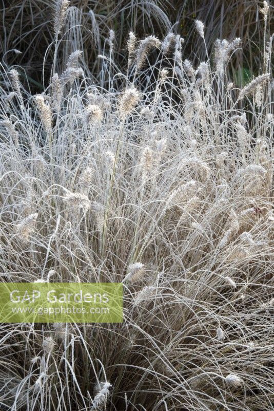 Frosted Pennisetum alopecuroides 'Hameln'