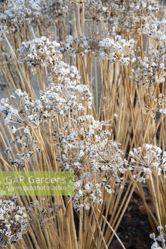 Frosted Allium seed heads